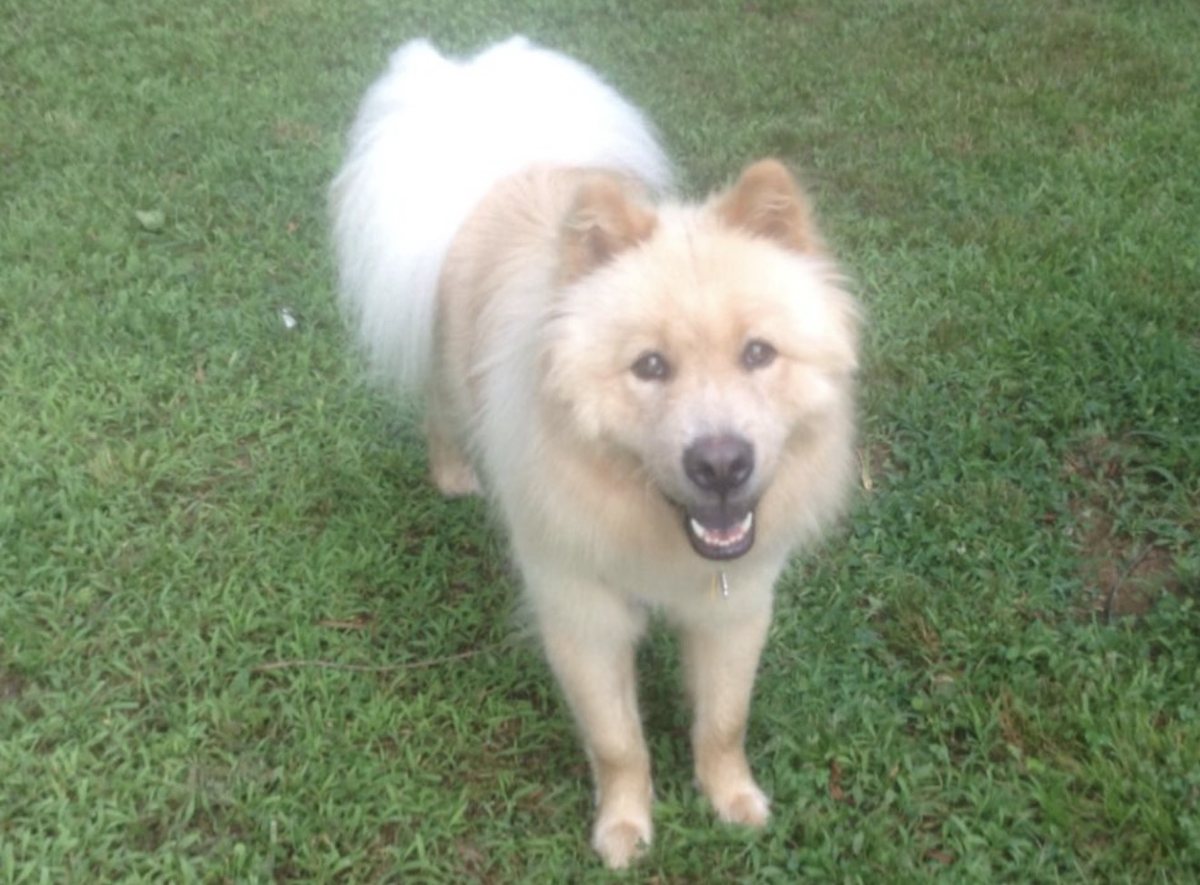 Buddy, a cream chow chow, standing in the grass